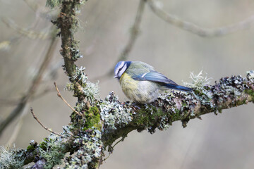 Small eurasian blue tit bird perched on a mossy tree branch in a © Justin