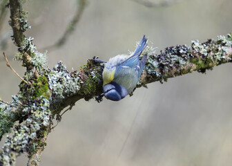 Eurasian blue tit bird perched on a mossy tree branch in a natural © Justin