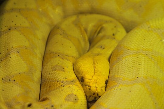 A yellow python lies coiled calmly at a zoo during the morning
