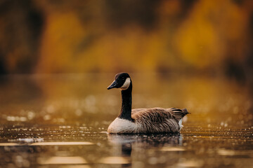 Canada Goose Swimming Alone on a Lake with Warm Autumn Bokeh © Kingsley Pittman