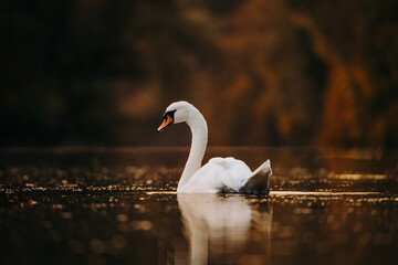 White Mute Swan Swimming in Profile Against Warm Autumn Bokeh © Kingsley Pittman