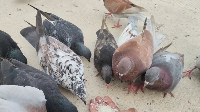 Building trust story - flock of colorful pigeons hesitant then eating rice from human hand, top view
Close up top view of human hand feeding flock of colorful pigeons with rice grains. Pigeons show he