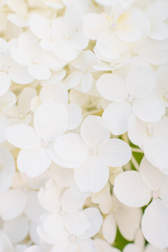 Hercules Paniculate Hydrangea Petals Macro Floral Texture