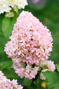 Pinkachu Hydrangea Flower Head Close up View
