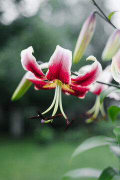 Red Lily Scheherazade Flower Blooming in Garden