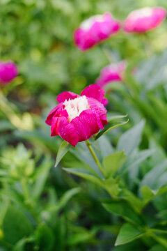 White Cap Peony with Rain Drops in Summer Garden