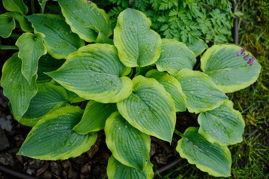 Beautiful Variegated Leaves of Hosta Satisfaction in Summer Garden