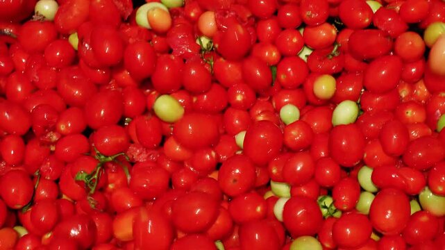 Pile of ripe red cherry tomatoes with green tomatoes
