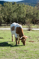 Brown and white cow grazing on green pasture near forest © Mandy