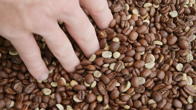 A hand scoops a mix of roasted and green coffee beans and lets them pour back through the fingers into a large pile. Overhead view highlighting color and texture contrast.