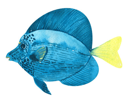 Blue tropical fish zebrasoma hand drawn in watercolor isolated on white background
