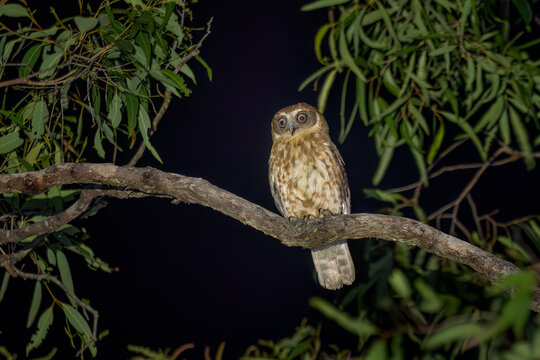 Australian Boobook - Ninox boobook, beautiful small owl native to the forest and woodland of Australia and New Guinea, Queensland.