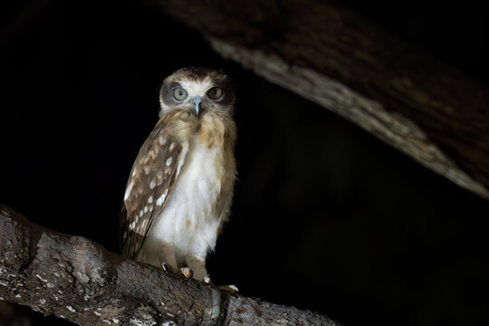 Australian Boobook - Ninox boobook, beautiful small owl native to the forest and woodland of Australia and New Guinea, Queensland.