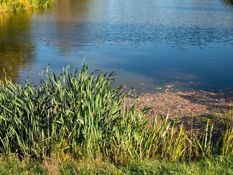 Green reeds and grasses grow along the edge of a calm freshwater pond. Fallen autumn leaves float on the blue water surface, illustrating seasonal changes and a natural wetland habitat.