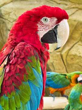 Macaw parrot closeup with claw near mouth. Green-winged macaw or red-and-green macaw (Ara chloroptera) with blurred bokeh background.