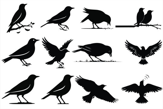 Lark Bird Silhouette Set, Flying and Perched Songbird Vector Collection, Black Avian Icons Isolated on White Background   