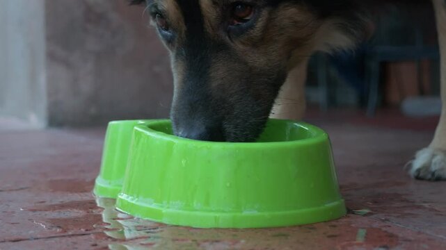 Perro bebiendo