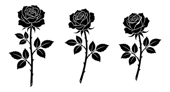 Three Detailed Black Rose Vectors on Stems with Thorns Vector Illustration