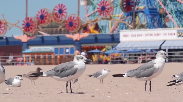 Seagulls on Coney Island beach in Brooklyn, New York, United States. Boardwalk near retro luna park. Sea gulls and amusement park on ocean coast. Waterfront summer holiday promenade in USA.