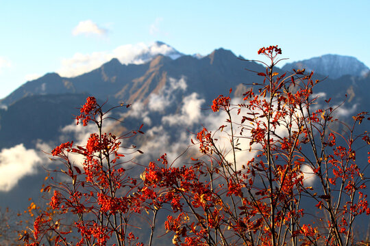 Vibrant red mountain ash berries before snowy peaks