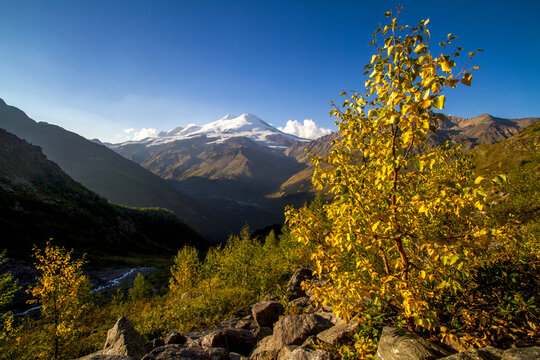 Golden autumn leaves frame a snow capped mountain peak