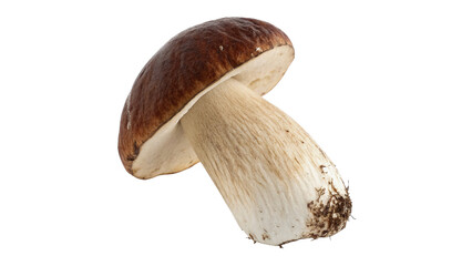 Fresh raw porcini mushroom edible forest fungus cooking restaurant ingredient, isolated on transparent background. © Pendleton-png