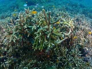 Healthy transplant coral in coral garden or coral nursery at Terengganu Island, Malaysia  © MuhammadHamizan
