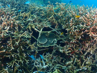 Healthy transplant coral in coral garden or coral nursery at Terengganu Island, Malaysia  © MuhammadHamizan
