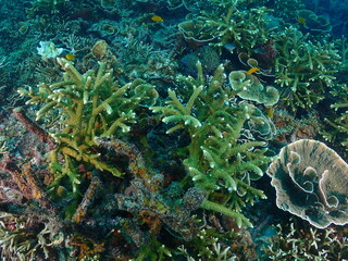 Healthy transplant coral in coral garden or coral nursery at Terengganu Island, Malaysia  © MuhammadHamizan