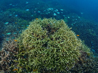 Healthy transplant coral in coral garden or coral nursery at Terengganu Island, Malaysia  © MuhammadHamizan