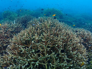 Healthy transplant coral in coral garden or coral nursery at Terengganu Island, Malaysia  © MuhammadHamizan