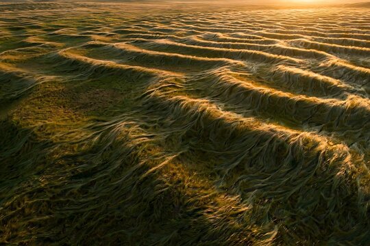 Aerial view of rolling grassy hills in the golden light of sunset