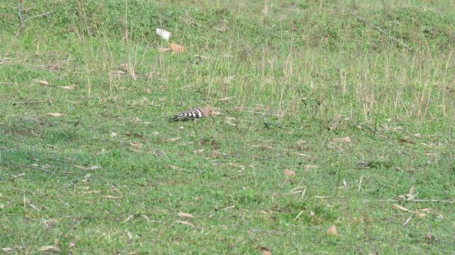 The Eurasian hoopoe or common hoopoe bird. Upupa epops are the most widespread species of hoopoe. It is a distinctive cinnamon coloured bird with black and white wings, a tall erectile crest.
