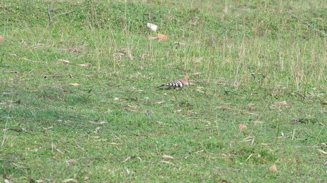 The Eurasian hoopoe or common hoopoe bird. Upupa epops are the most widespread species of hoopoe. It is a distinctive cinnamon coloured bird with black and white wings, a tall erectile crest.