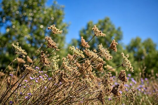 Dried wild carrot flowers in a sunny meadow with purple wildflowers and green trees in the background