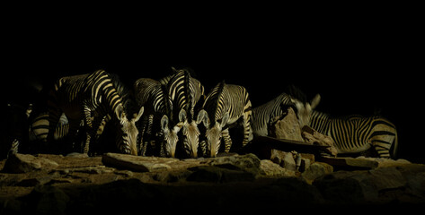 Herd of Zebras Drinking at a Waterhole at Night in Namibia © DARIO