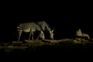 Two Zebras Drinking at a Waterhole at Night in Namibia © DARIO