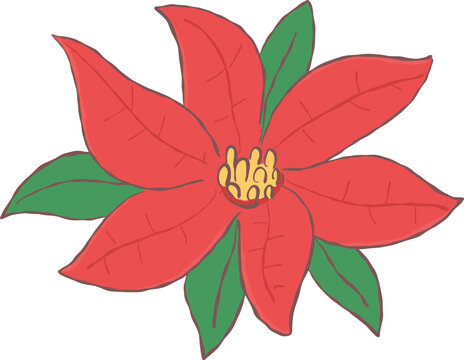 Cute hand drawn red poinsettia flower (Euphorbia pulcherrima) , the traditional Christmas botanical plant for festive winter holiday decoration.