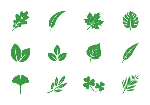 Collection of diverse green leaf icons a set of various botanical foliage symbols including oak, maple, monstera, ginkgo, palm, and shamrock for nature designs