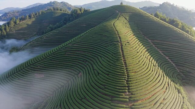 Aerial flight over green tea plantation terraces on rolling hills in morning mist