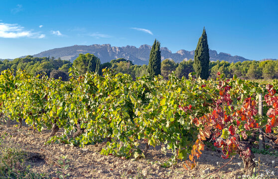 french provencal vineyard landscape in early autumn  with red leaves and mountain background in Vaucluse the Dentelles of Montmirail