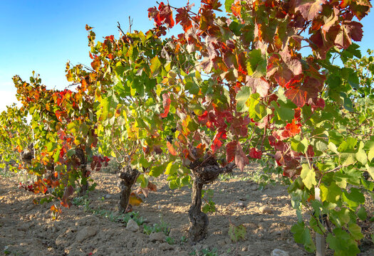 vibrant red leaves in  vine growing in a field in autumn in provencal vineyard landscape in early autumn with vibrant