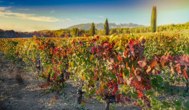 sunny french provencal vineyard landscape  in early autumn  with bright red leaves and mountain background in Vaucluse dentelles de Montmirail