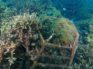 Healthy transplant coral in coral garden or coral nursery at Terengganu Island, Malaysia © MuhammadHamizan
