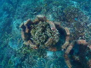 Healthy transplant coral in coral garden or coral nursery at Terengganu Island, Malaysia © MuhammadHamizan