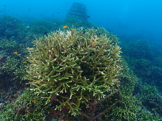 Healthy transplant coral in coral garden or coral nursery at Terengganu Island, Malaysia © MuhammadHamizan