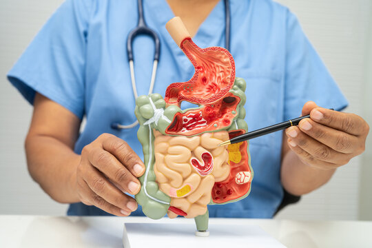 Digestive system with stomach and intestine, Asian doctor holding human model.