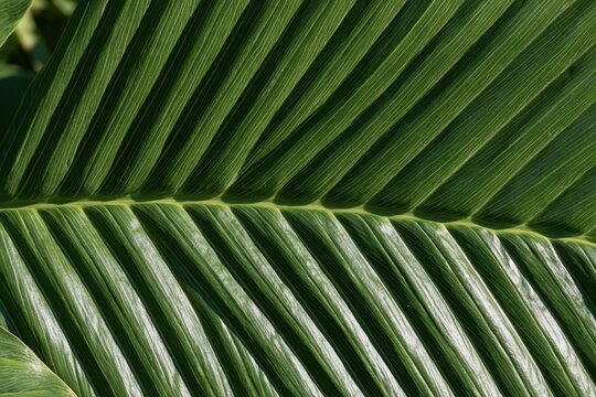 Macro View of Parallel Leaf Veins
