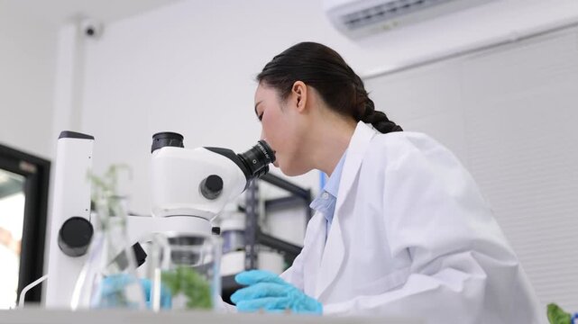 Asian biologist in a lab coat studying plant samples in a petri dish through a microscope for biotechnology research.