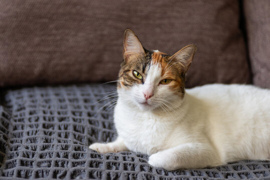 Calico Cat with a Tender Gaze Lying on a Sofa